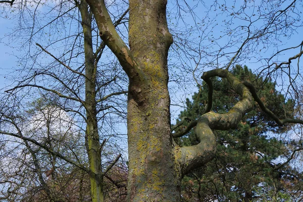 Árvores Bedford Park Inglaterra Reino Unido — Fotografia de Stock