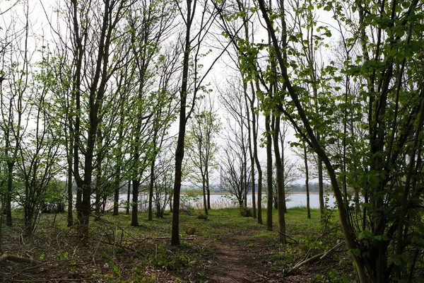 Деревья Беф Парк Англия Великобритания — стоковое фото