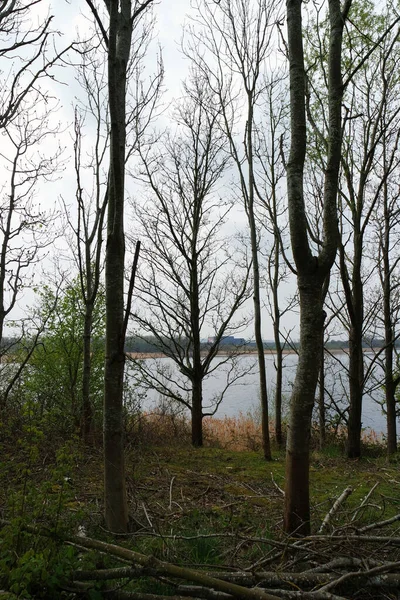 Деревья Озеро Бедфорд Парке Англия Великобритания — стоковое фото