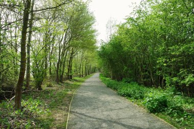 Bedford Park 'taki ağaçlar, İngiltere, İngiltere