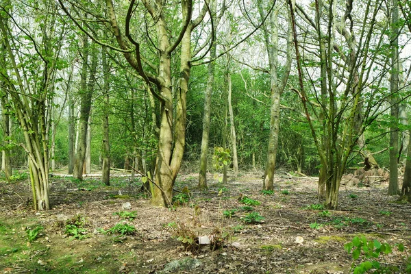 Bomen Bedford Park Engeland — Stockfoto