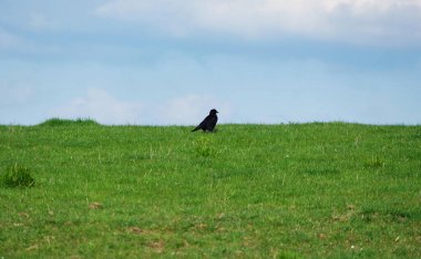 Bahar parkında kuş