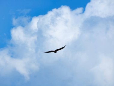 Bahar parkında kuş