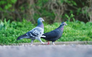 Bahar parkında kuş