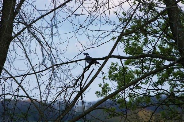 Птица Весеннем Парке — стоковое фото