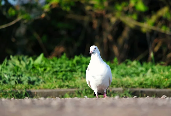 Vogel Frühlingspark — Stockfoto