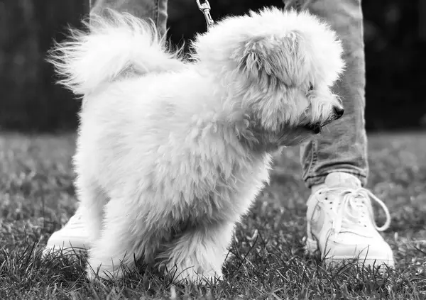 Stock image dog at Wardown Park, Luton, England, United Kingdom