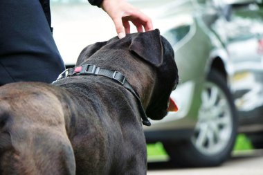 Köpek Wardown Park, Luton, İngiltere, İngiltere 'de