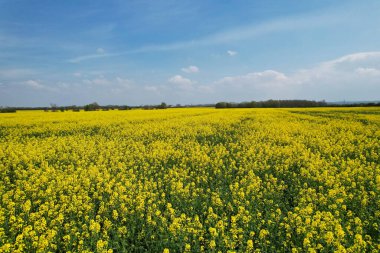 Bedford, İngiltere, Birleşik Krallık - 22 Nisan 2023: İngiliz Kır Çiftlikleri