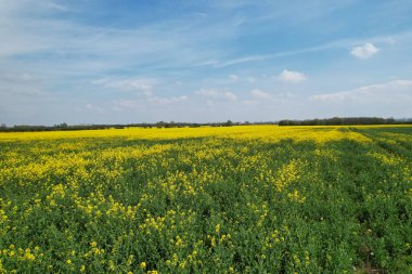 Bedford, İngiltere, Birleşik Krallık - 22 Nisan 2023: İngiliz Kır Çiftlikleri