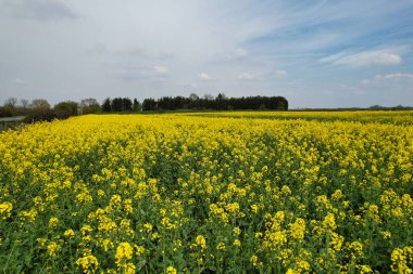 Bedford, İngiltere, Birleşik Krallık - 22 Nisan 2023: İngiliz Kır Çiftlikleri