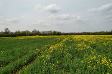 Bedford, İngiltere, Birleşik Krallık - 22 Nisan 2023: İngiliz Kır Çiftlikleri