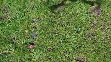 Luton City, İngiltere - 1 Mayıs 2023: Güneşli bir günde Luton City 'deki Wardown Park' ın Hava Görüntüsü 