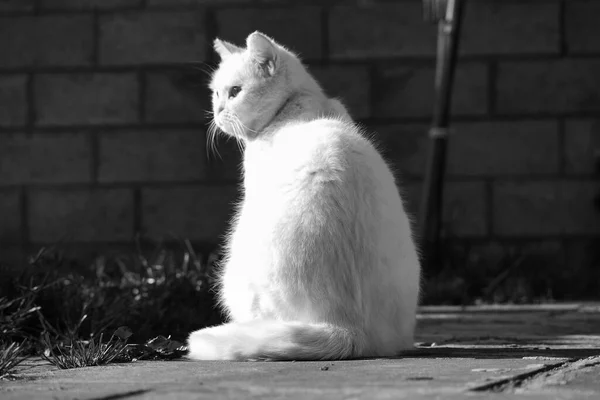 Кошка Сидящая Улице — стоковое фото