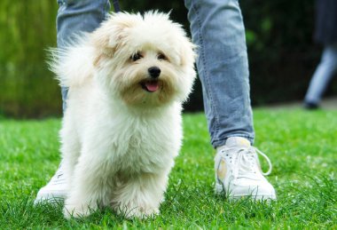 Park sahibi beyaz köpek.