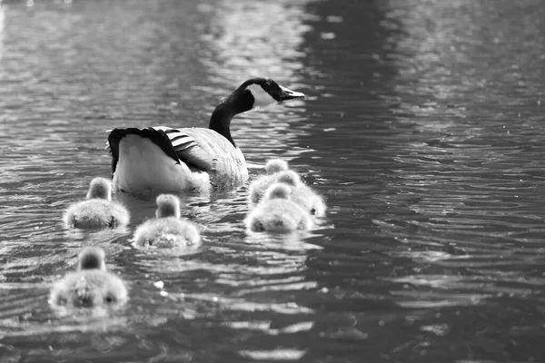 Schwarz Weiß Foto Von Ente Und Entchen See — Stockfoto