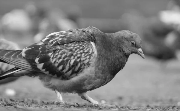 Schwarz Weiß Foto Des Taubenvogels — Stockfoto