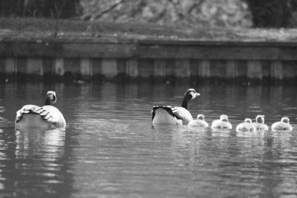 Oiseaux Eau Sur Lac — Photo