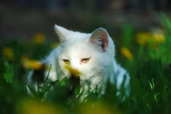 Vacker Vit Katt Parken — Stockfoto