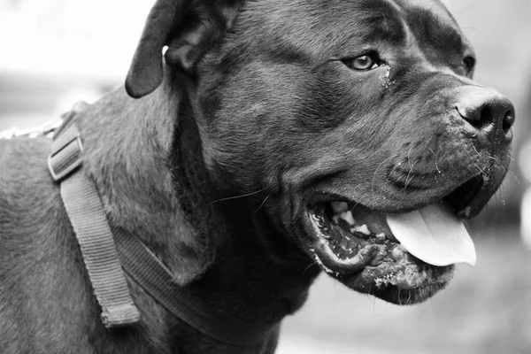 Svart Och Vitt Porträtt Vacker Hund — Stockfoto