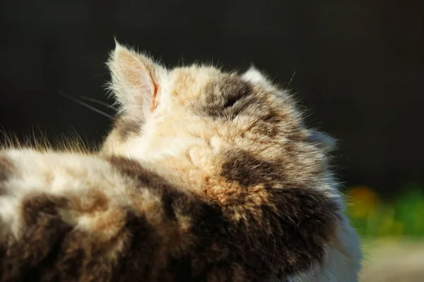 Porträtt Fluffig Katt — Stockfoto