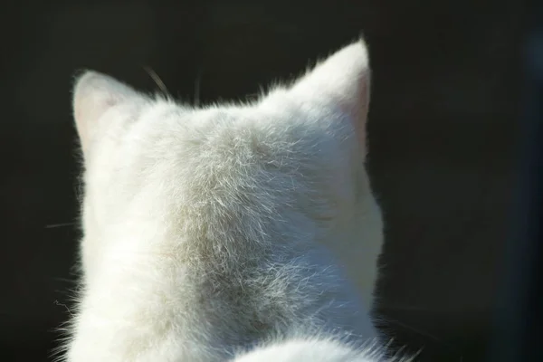Piękny Biały Kot Parku — Zdjęcie stockowe