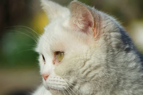 Chat Blanc Dans Jardin — Photo