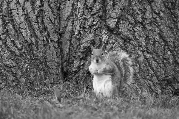 Squirrel Park Black White — Stock Photo, Image