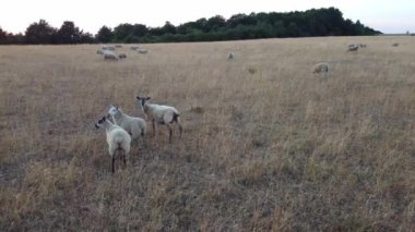 İngiltere, Birleşik Krallık - 6 Ağustos 2022: Çiftlikte Koyun ve Kuzular