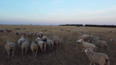 İngiltere, Birleşik Krallık - 6 Ağustos 2022: Çiftlikte Koyun ve Kuzular