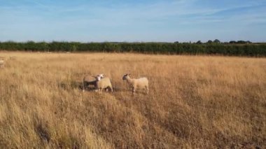 İngiltere, Birleşik Krallık - 6 Ağustos 2022: Çiftlikte Koyun ve Kuzular