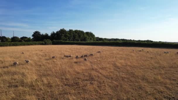 Anglie Velká Británie Srpna 2022 Ovce Jehňata Farmě — Stock video