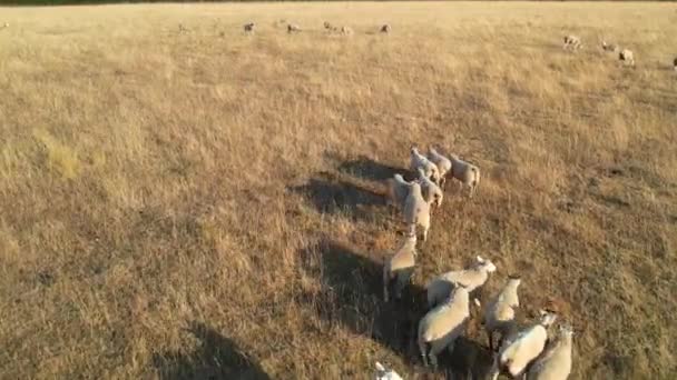 Англия Великобритания Августа 2022 Года Овцы Ягнята Ферме — стоковое видео