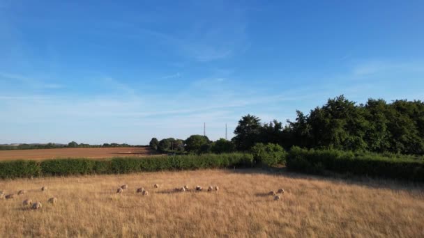 Anglie Velká Británie Srpna 2022 Ovce Jehňata Farmě — Stock video