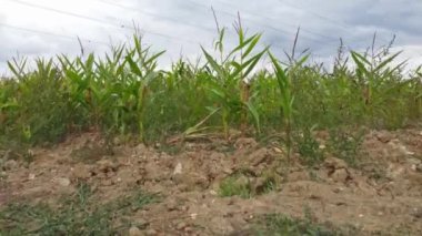 İngiltere, Birleşik Krallık - 20 Eylül 2022: İngiliz Kırsal Arazisi