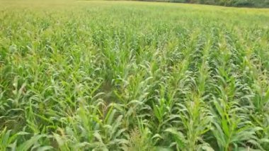 İngiltere, Birleşik Krallık - 20 Eylül 2022: İngiliz Kırsal Arazisi