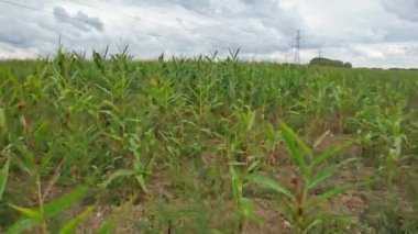 İngiltere, Birleşik Krallık - 20 Eylül 2022: İngiliz Kırsal Arazisi