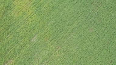 İngiltere, Birleşik Krallık - 20 Eylül 2022: İngiliz Kırsal Arazisi