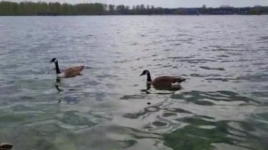 İngiltere 'nin Milton Keynes şehrinin Willen Gölü' ndeki şirin su kuşları. Film, Bulutlu Gün Batımında 09-Nisan-2023 tarihlerinde çekilmiştir..