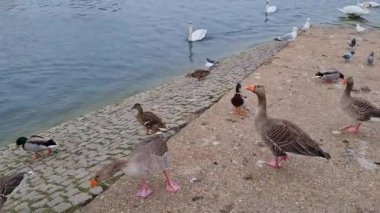 İngiltere 'nin Milton Keynes şehrinin Willen Gölü' ndeki şirin su kuşları. Film, Bulutlu Gün Batımında 09-Nisan-2023 tarihlerinde çekilmiştir..