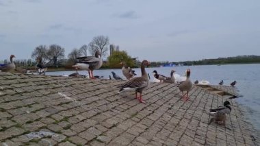 İngiltere 'nin Milton Keynes şehrinin Willen Gölü' ndeki şirin su kuşları. Film, Bulutlu Gün Batımında 09-Nisan-2023 tarihlerinde çekilmiştir..