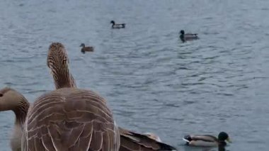 İngiltere 'nin Milton Keynes şehrinin Willen Gölü' ndeki şirin su kuşları. Film, Bulutlu Gün Batımında 09-Nisan-2023 tarihlerinde çekilmiştir..