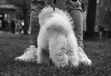 Luton, İngiltere, Birleşik Krallık - 30 Nisan 2023: Wardown Park 'ta köpek