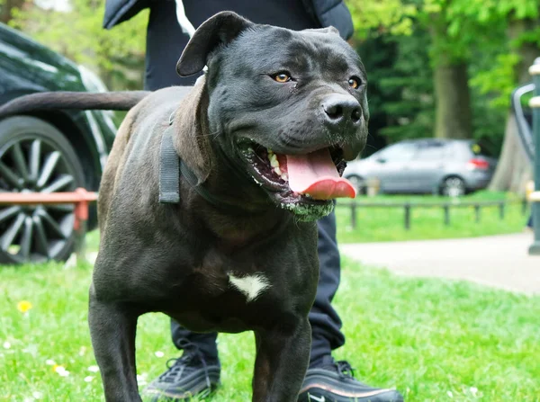 Luton Engeland Verenigd Koninkrijk April 2023 Hond Wardown Park — Stockfoto