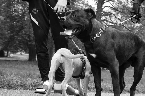 Luton England Großbritannien April 2023 Hund Wardown Park — Stockfoto