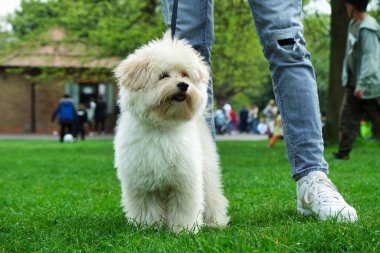 Luton, İngiltere, Birleşik Krallık - 30 Nisan 2023: Wardown Park 'ta köpek