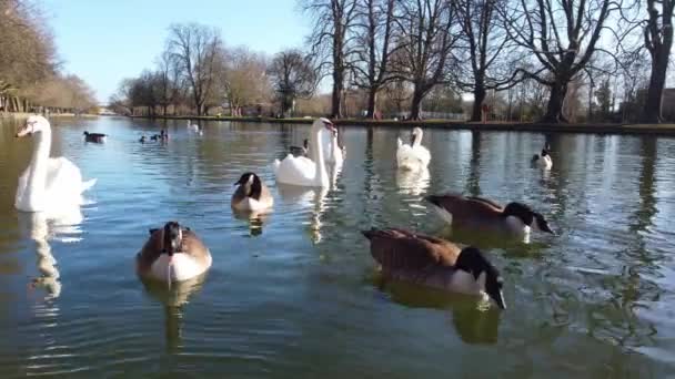 Images Faible Angle Oiseaux Aquatiques Lac Local Bedford Town England — Video