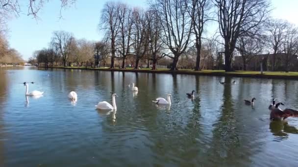 Low Angle Footage Water Birds Local Lake Bedford Town England — Stock video