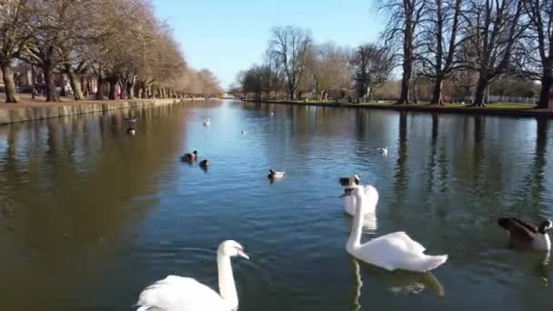 イギリス ベドフォード タウン イングランドの湖での水鳥の低角度映像 — ストック動画
