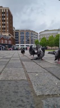 Luton, İngiltere, İngiltere - 7 Mayıs 2023: Luton Şehir Merkezi 'ndeki kuşlar 